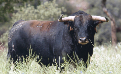 torossinmuerte_talleres_toro