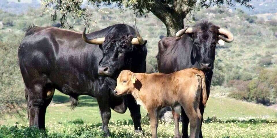 Torossinmuerte_Unión_Europea_rechaza subvencionar_tauromaquia